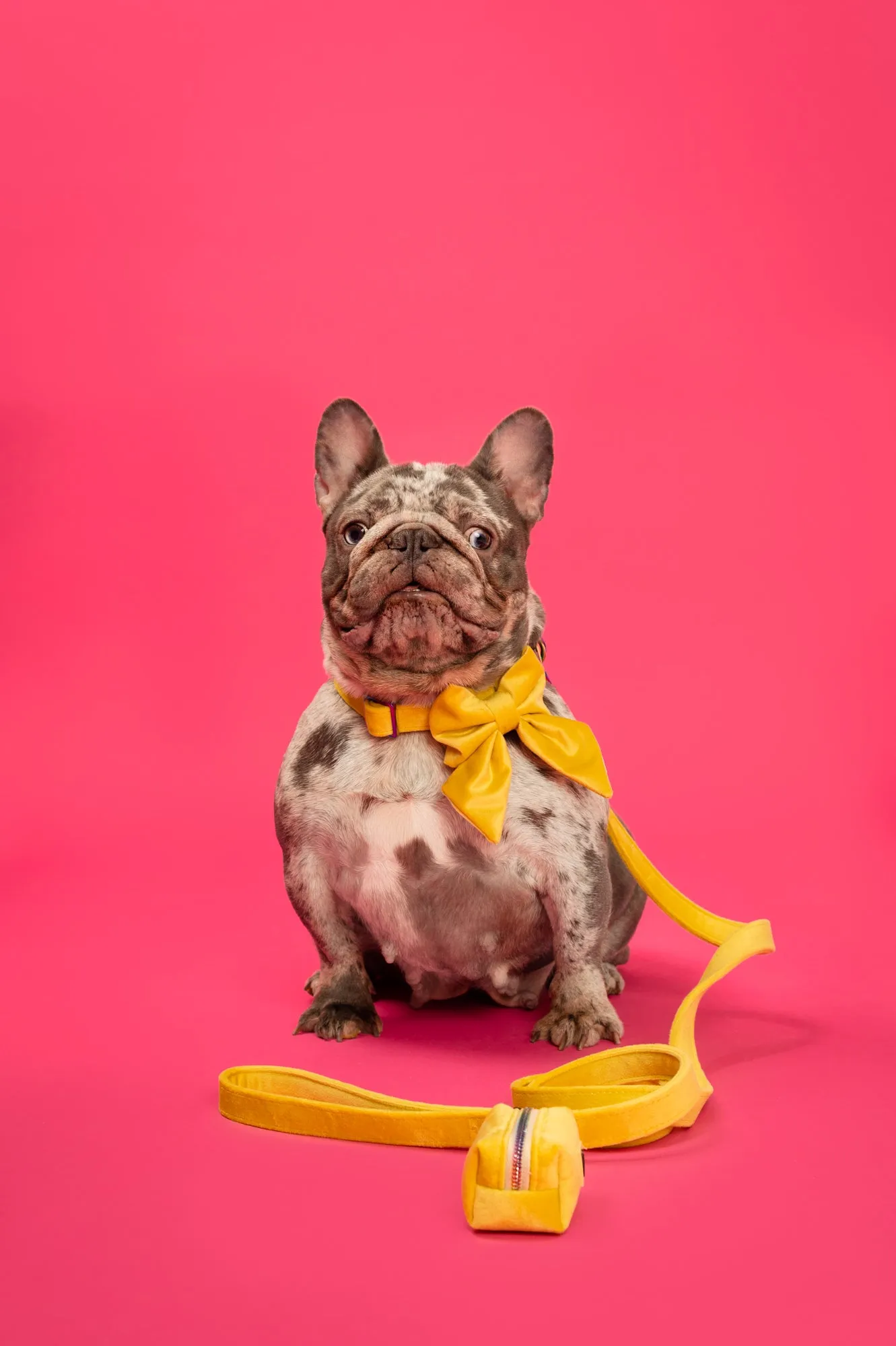 Sunshine Velvet - Dog Sailor Bowtie